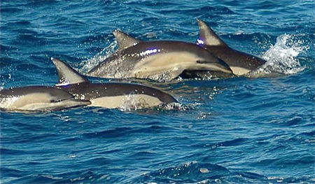 Dolphin Swim Australia - Winery Find 0