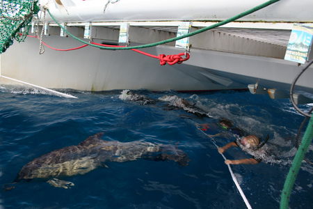 Dolphin Swim Australia - Winery Find 1