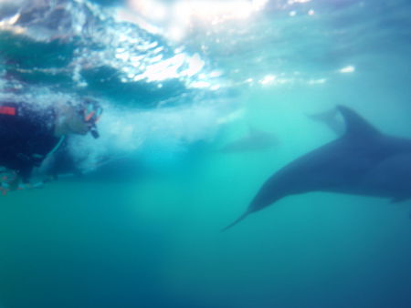 Dolphin Swim Australia - Winery Find 2