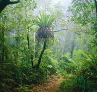 Lamington National Park and OReillys - Winery Find