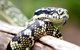 Reptile Encounters - thumb 0