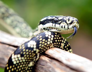 Reptile Encounters - Winery Find 0