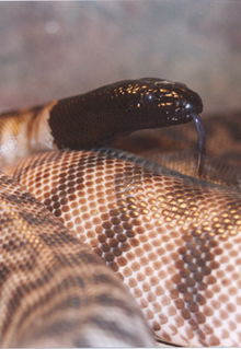 Armadale Reptile & Wildlife Centre - Winery Find 4