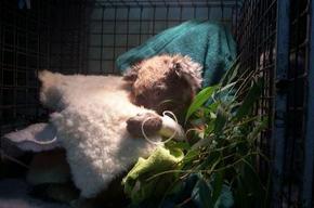 Jirrahlinga Koala & Wildlife Sanctuary - Winery Find 3