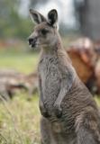 Jirrahlinga Koala & Wildlife Sanctuary - Winery Find 4