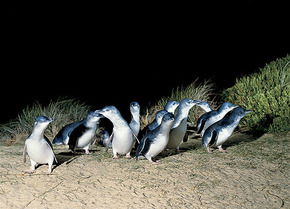 Phillip Island Penguin Parade - Winery Find 3