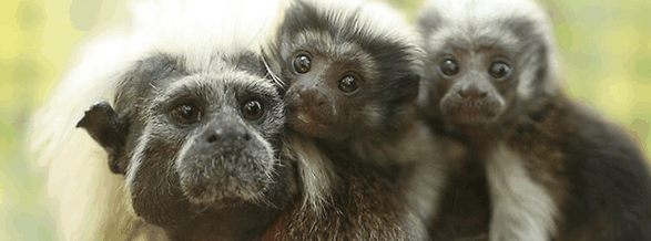 Alma Park Zoo - Winery Find 3