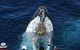 Spirit Of Gold Coast Whale Watching - thumb 1