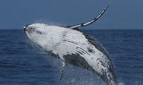 Spirit Of Gold Coast Whale Watching - Winery Find 4