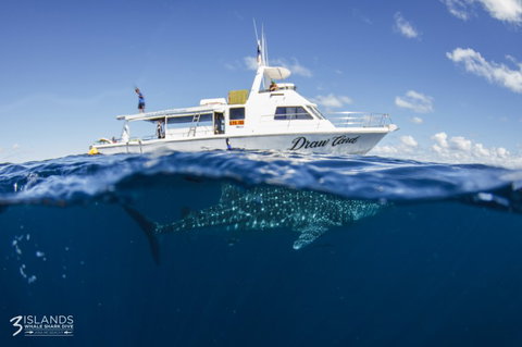 Three Islands Whale Shark Dive - Winery Find 4