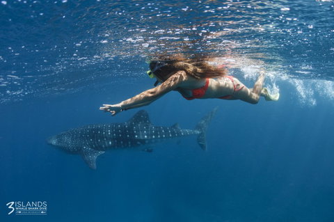 Three Islands Whale Shark Dive - Winery Find 6