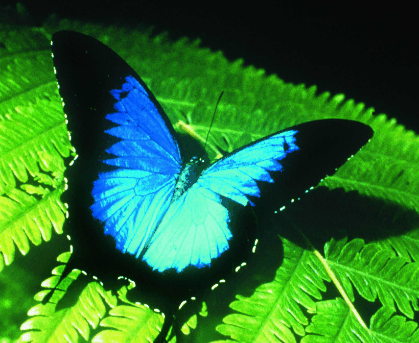 Australian Butterfly Sanctuary - Winery Find