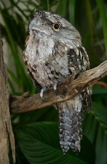 Currumbin Wildlife Sanctuary - Winery Find 2