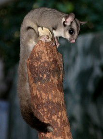 Currumbin Wildlife Sanctuary - Winery Find 3