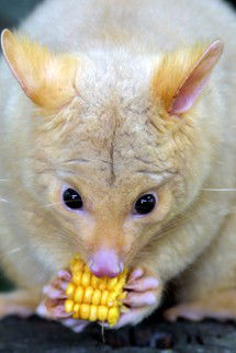 Currumbin Wildlife Sanctuary - Winery Find 4