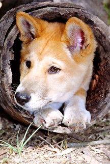 Currumbin Wildlife Sanctuary - Winery Find 6