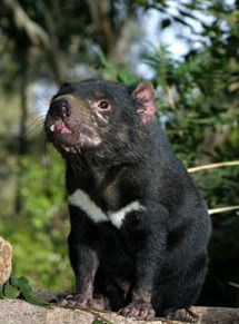 Currumbin Wildlife Sanctuary - Winery Find 7