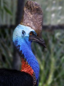 Currumbin Wildlife Sanctuary - Winery Find 8
