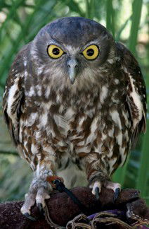 Currumbin Wildlife Sanctuary - Winery Find 9