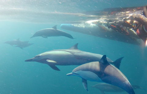 Dolphin Swim Australia - Winery Find 5