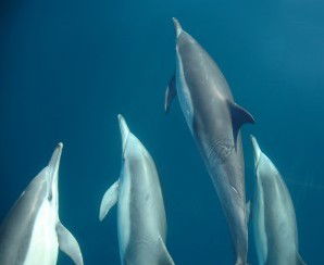 Dolphin Swim Australia - Winery Find 6