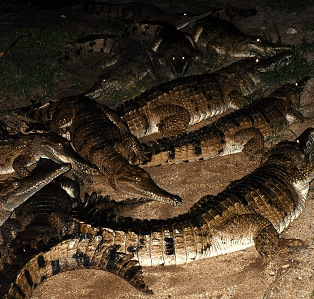 Cairns Night Zoo - Winery Find 3