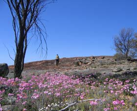 Talgomine WA Winery Find