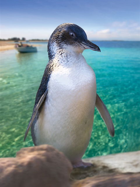 Penguin Island - Winery Find 0