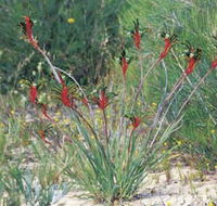 Kalbarri Wildflower Centre - Winery Find