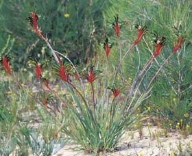 Kalbarri Wildflower Centre - Winery Find 0