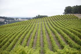 Wellington Forest WA Winery Find