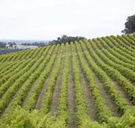 Willow Bridge Estate - Winery Find