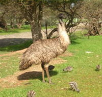 Minlaton Fauna Park - Winery Find