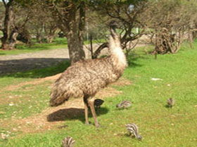 Minlaton Fauna Park - Winery Find 0
