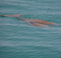 Dugongs - Winery Find