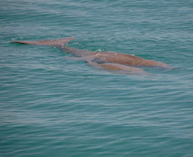 Dugongs - Winery Find 0