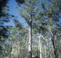 Diamond Tree Lookout Manjimup - Winery Find