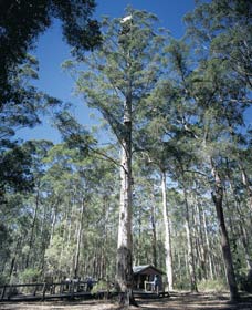 Diamond Tree Lookout Manjimup - Winery Find 0