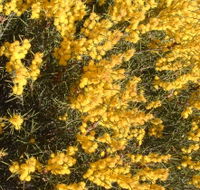 Dalwallinu Remnant Bushland - Winery Find