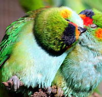 Rainbow Jungle - The Australian Parrot Breeding Centre - Winery Find