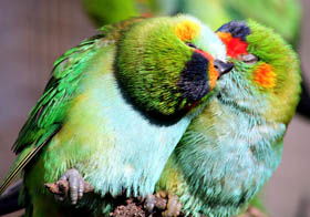 Rainbow Jungle - The Australian Parrot Breeding Centre - Winery Find 0