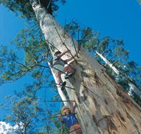 Dave Evans Bicentennial Tree - Winery Find