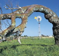 Greenough Leaning Trees - Winery Find