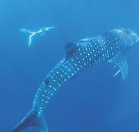 Ningaloo Marine Park - Winery Find