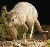 Kanyana Wildlife - Winery Find