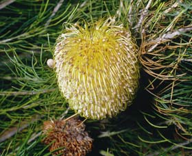 FR Berry Reserve - Winery Find 0