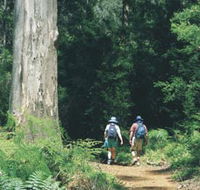 Gloucester Tree - Winery Find