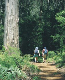 Gloucester Tree - Winery Find 0