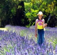 Brayfield Park Lavender Farm - Winery Find