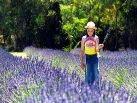 Brayfield Park Lavender Farm - Winery Find 0